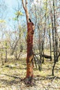 Photograph of trees burnt by bushfire in the Blue Mountains in Australia