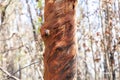 Photograph of trees burnt by bushfire in the Blue Mountains in Australia