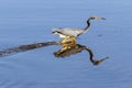 Tri Colored Heron Hunting For Fish Royalty Free Stock Photo