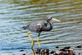 Tricolored Heron on the Beach