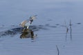 Tricolored Heron With Fish Myakka