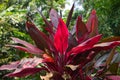 A photograph of a tropical cordyline fruticosa plant