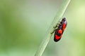 A photograph of a true bug known as a Froghopper on a rush Juncus stem. This Froghopper is the Red & Black Froghopper known as