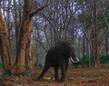 A Tusked Indian Elephant Tied to a Tree with Iron Chain Royalty Free Stock Photo