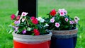 Two pots of flowers. Royalty Free Stock Photo