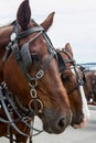 Photograph of Two Brown Horse Heads