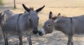 Two donkeys saying hello in a pasture.