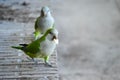 Photograph of two parakeets eating on the banks of a pond.