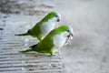 Photograph of two parakeets eating on the banks of a pond.