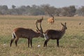 A male waterbuck sniffs and tastes the urine of a female to see if she is in heat.