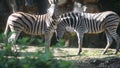 Photograph of a Two zebras playing in a zoo Royalty Free Stock Photo