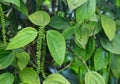 Black Pepper Vine - Piper Nigrum - Green drupes with Leaves in Kerala, India