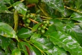 Immature Green Berries and Leaves of Coffee Plant - Coofea Arabica in Plantation, Kerala, India Royalty Free Stock Photo