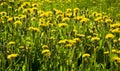 A photograph of a valley full of yellow flowers - dandelions.