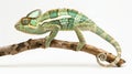 photograph of a veiled chameleon full body in a dynamic pose on a pure White background Royalty Free Stock Photo
