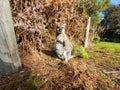 Photograph of a Wallaby joey on King Island in Tasmania
