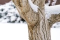 Photograph of a walnut tree trunk in winter Royalty Free Stock Photo