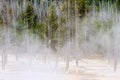 Naked Trees and Steam Yellowstone N P Royalty Free Stock Photo