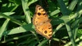 Beautiful Orange colored wings Butterfly (Peacock Pansy) with black spots and border is sitting on grass leaf Royalty Free Stock Photo