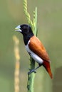 Tricoloured munia with his Breakfast Royalty Free Stock Photo