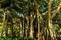 Ringling Circus Museum Grounds Forest