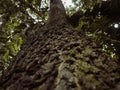 Tree with closeup techniques Royalty Free Stock Photo