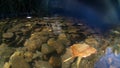 Photograph at the water`s edge in a river in CÃÂ¡ceres with stones in the background and tree branches in the water, in Spain.