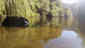 Photograph at the water`s edge in a river in CÃÂ¡ceres with stones in the background and tree branches in the water, in Spain.