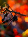 Photograph of a weathered tree branch featuring a dried flower Royalty Free Stock Photo