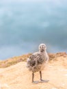 Baby Bird Seagull Chick Standing On the Cliffs Royalty Free Stock Photo