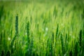 Photograph of a wheat field. Young not Mature wheat