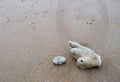 White Coral Stones at Sandy Beach - Abstract Texture Natural Coastal Marine Background Royalty Free Stock Photo