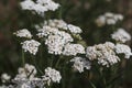 It is a photograph of the white flower of the medicinal yarrow.