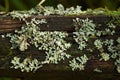 Lichen growing on decomposing wood