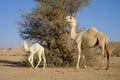 Front face of Dromedary or Arabian camel