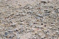 White Seashells and Stones of Different Shapes and Sizes on Beach - Natural Abstract Background