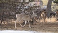 A white tail doe deer walking by.