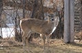 A white tail doe deer standing in the trees Royalty Free Stock Photo