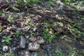 Wild Hawks Wing Mushrooms Growing in the Forest