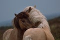 2 wild horses hugging Royalty Free Stock Photo