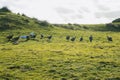 Photograph of wild Turkeys walking in a large green field on King Island