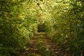 Leafy tunnel over a track in autumn