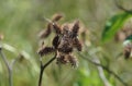 The Xanthium known as the cocklebur. Royalty Free Stock Photo