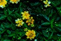 Photograph of yellow flowers on a green leafy background