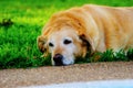 A photograph of a yellow labrador laying in the grass