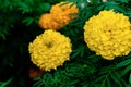 Photograph yellow marigolds and green leafy backgrounds and focus on attractive