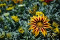 Yellow and red Gazania Flower. African Daisy Royalty Free Stock Photo
