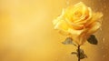 photograph yellow roses background Royalty Free Stock Photo