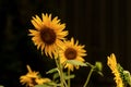 Photograph of yellow sunflowers on a black background
