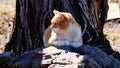 A yellow tabby cat laying on a rock in the sunshine.